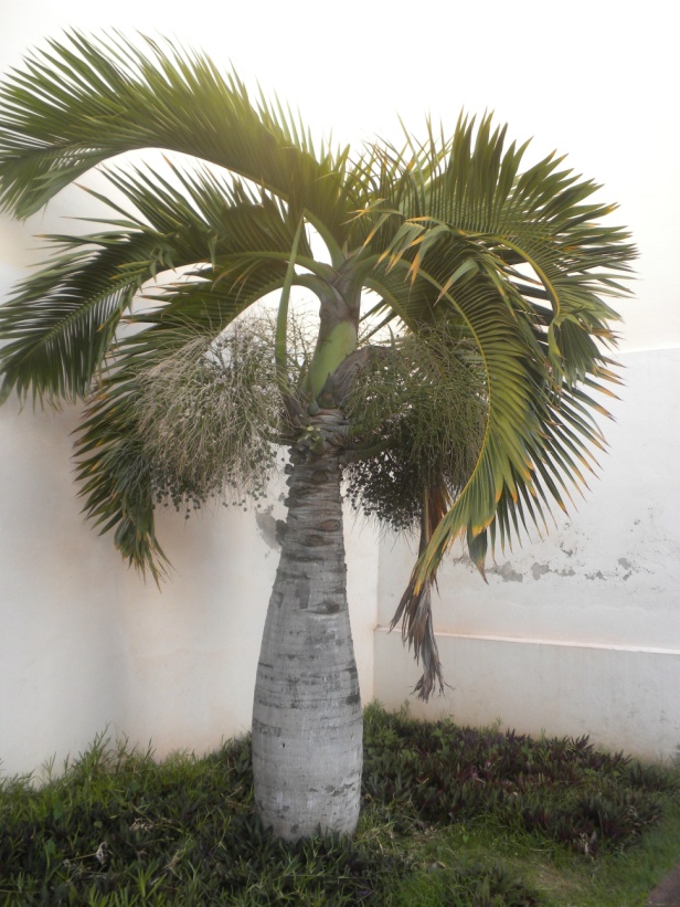 montrer un palmier