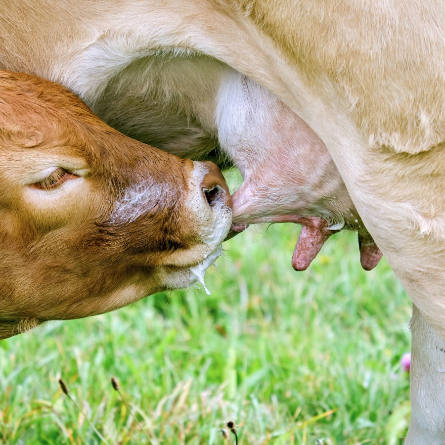 cow-2802838_1920 (1)