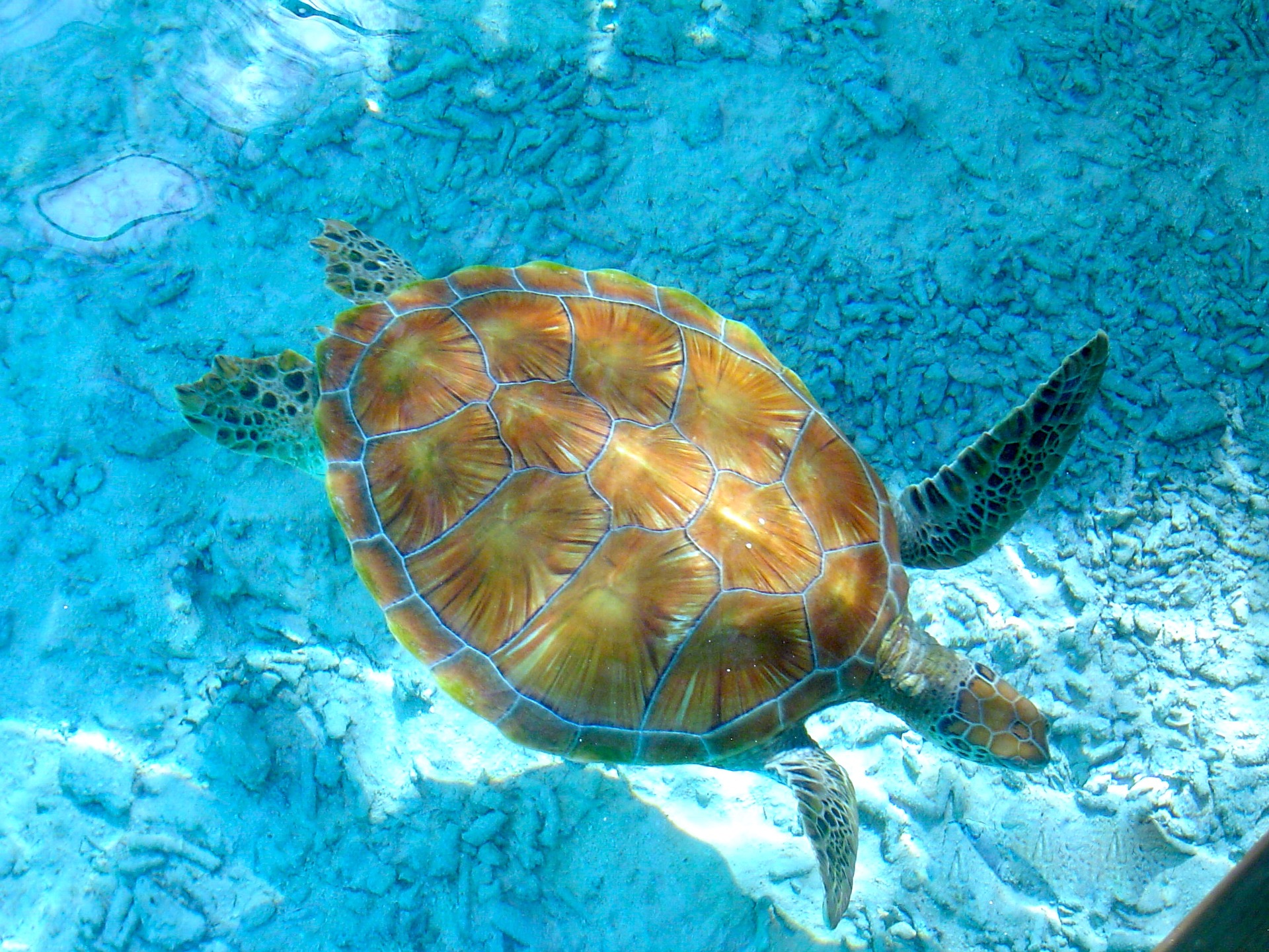 turtles-2323631_1920